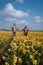 Couple walking in yellow flower bed , men and woman in yellow daffodil flowers during Spring in the Netherlands Lisse