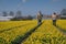 Couple walking in yellow flower bed , men and woman in yellow daffodil flowers during Spring in the Netherlands Lisse