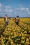 Couple walking in yellow flower bed , men and woman in yellow daffodil flowers during Spring in the Netherlands Lisse