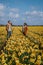 Couple walking in yellow flower bed , men and woman in yellow daffodil flowers during Spring in the Netherlands Lisse