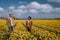 Couple walking in yellow flower bed , men and woman in yellow daffodil flowers during Spring in the Netherlands Lisse