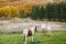 Couple walks on the lawn in the autumn forest holding hands. Horse is grazing on the lawn. Woman holding a teddy bear in