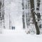 Couple walks in wintry snow forest on utrechtse heuvelrug in holland