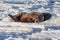 Couple of walruses on the ice - Arctic, Spitsbergen