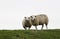 A couple of watching sheep, the Netherlands