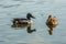 A couple of water birds, wild northern shoveler and mallard duck