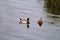 Couple of water ducks swim and enjoy beautiful natural environment / Pair of mallards and birds in love.