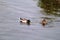 Couple of water ducks swim and enjoy beautiful natural environment / Pair of mallards and birds in love.