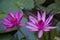 Couple water lily flowers in pond