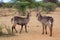 A couple of Waterbuck in the Kruger