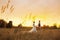 Couple in wedding attire against the backdrop of the field at sunset, the bride and groom.