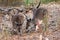 Couple of western grey kangaroos eating plants from the ground and showing affection. Wild kangarros in the bush. Yanchep