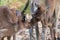 Couple of western grey kangaroos showing affection and love to each other. Male and female. Yanchep national park, Western