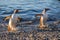 Couple of wet gentoo penguins coming ashore from ocean& x27;s waters at the Barrientos Island, Antarctic