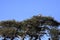 Couple White-backed vulture, Gyps africanus, Chobe National Park, Botswana