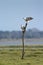 Couple of white-bellied sea eagle in Pottuvil, Sri Lanka