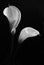 A couple of white Calla lilys on black background