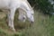 Couple of white Camargue horses, France