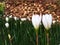 Couple white crocus flowers blooming in the garden in rainy season