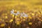 Couple of white daisies blooming in green nature background