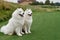 Couple of white dog breed Samoyed sitting on green grass of golf course, copy space
