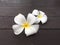 Couple white frangipani flower drop on the wooden terrace