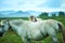 Couple white horses grooming on a grassland