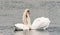 A couple of white mute swans Cygnus Olor mating, nature scene