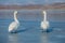 A couple of white mute swans with orange beaks on ice
