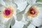 Couple white peony flowers, close up detail of pink and yellow pestle