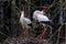 Couple of white stork in nest