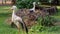 Couple of white storks [Ciconia ciconia] in nest with one stork sit on eggs.