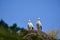 a couple of white storks, ciconia ciconia, sitting in their tall aerie