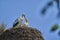 a couple of white storks, ciconia ciconia, sitting in their tall aerie