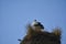 a couple of white storks, ciconia ciconia, sitting in their tall aerie