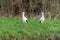 Couple of white storks have a disagreement and want to divorce