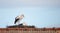 Couple white storks on the nest, stork breeding in spring, ciconia, Alsace France, Oberbronn
