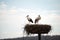 Couple white storks on the nest, stork breeding in spring, ciconia, Alsace France, Oberbronn