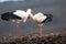 Couple white storks on the nest, stork breeding in spring, ciconia, Alsace France, Oberbronn