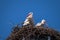 Couple of white storks nesting