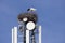 couple of white Storks nesting on a cell tower