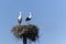 Couple of white storks standing on their nest made of branches and twigs, high up on a nesting pole, against a blue sky.