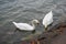 Couple of white swan