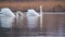 couple of white swans swim calmly on the lake