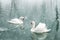 Couple of white swans swim in the winter lake water