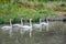 Couple white swans swimming with young cygnets on the river in Finland at summer