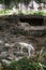 The couple of white tigers is walking in the safari park