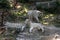 The couple of white tigers is walking in the safari park