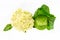 Couple of whole cabbage colored creamy surface with a young dark green leaves head out on a white isolated background