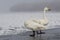 Couple of whooper swans on a muddy lakeshore with leafless trees in a snowy meadow in the background